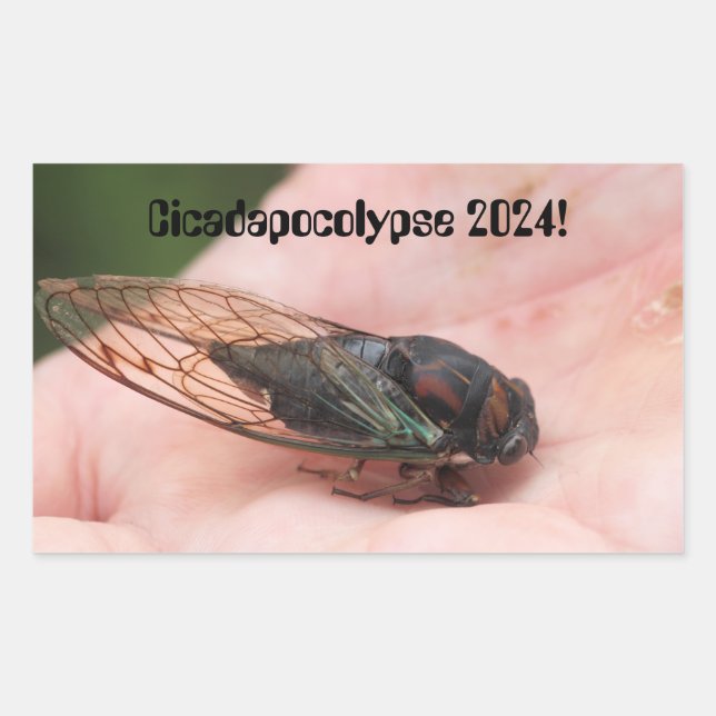 Cicadapocolypse 2024 rektangulärt klistermärke (Framsida)