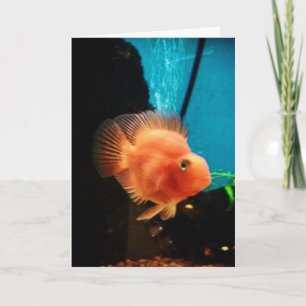 "Cichlid Blood Parrot" - tackkort Kort