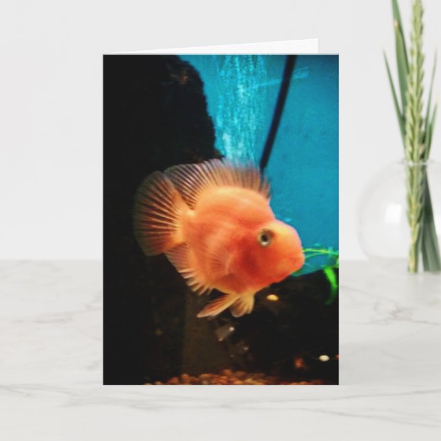"Cichlid Blood Parrot" - tackkort Kort (Framsida)