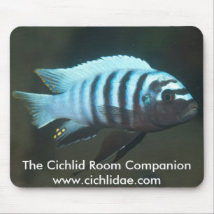 Cichlidrumföljet - Metriaclima sebra Musmatta