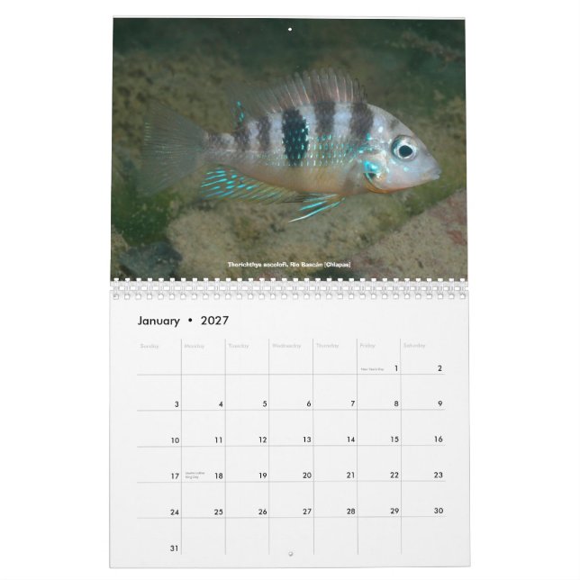 Cichlids av Mexico Kalender (Jan 2027)
