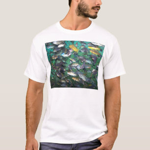 Cichlids, cichlids och mer cichlids! Fiskfisk! Tee