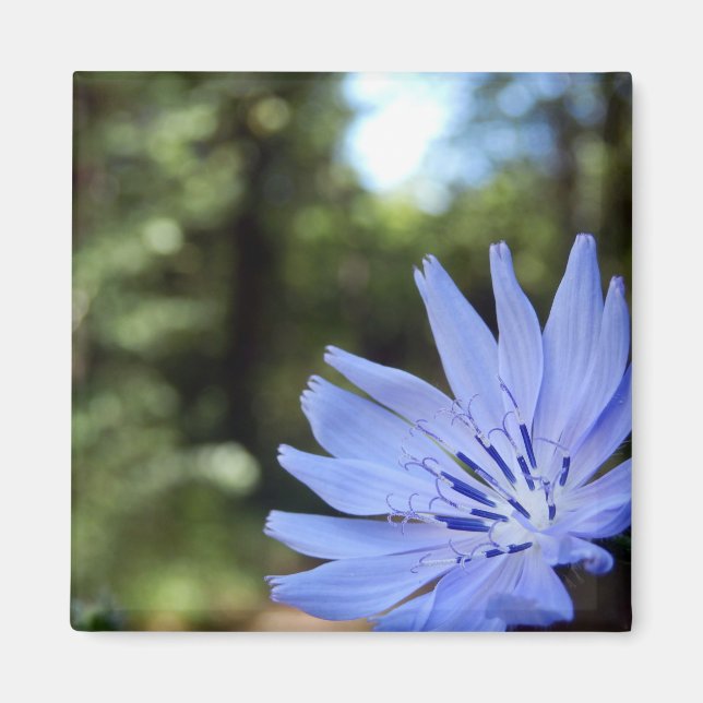 Cichorium Intybus Magnet (Framsidan)