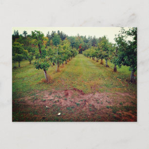 Cider Flats äppelodling Hinckley Minnesota Vykort