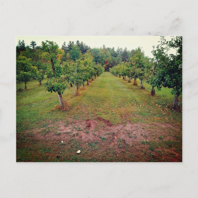 Cider Flats äpple orchard Hinckley Minnesota Vykort (Framsida)