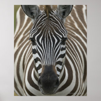 Cigaebraxen (Equus quagga), nära Poster