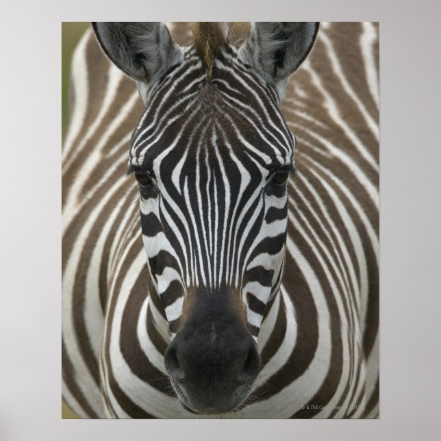 Cigaebraxen (Equus quagga), nära Poster (Framsidan)