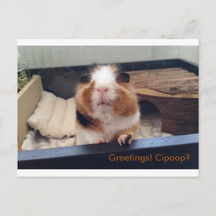 Cigar poop-kort vykort