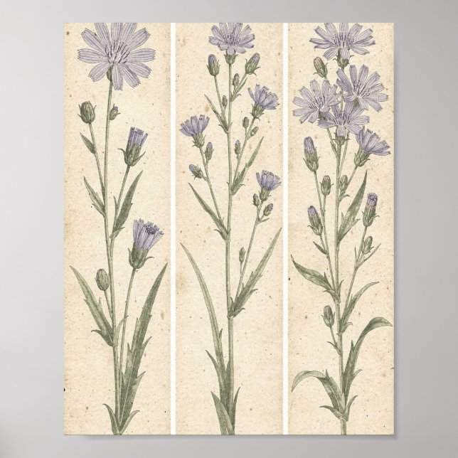 Cikoria Botanisk Blomkonst Poster (Framsidan)