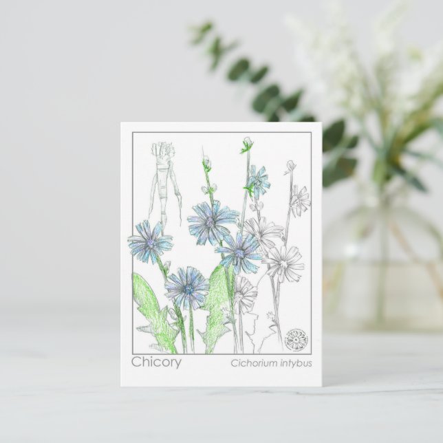 Cikoria Materia Medica Monograph Herbal Study Card Vykort (Stående Fram)