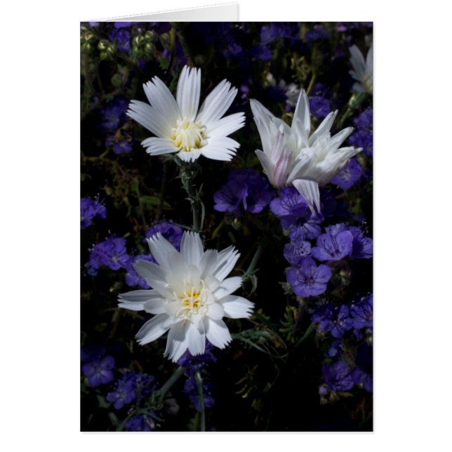 Cikoria och Phacelia Wildblommor Hälsningskort (Framsidan)