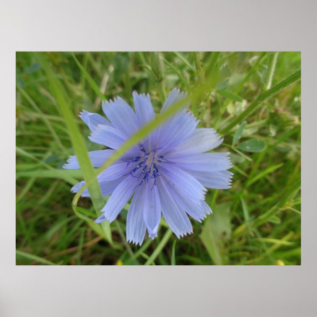 Cikoriablått Lila Blommans Blommigt Poster (Framsidan)