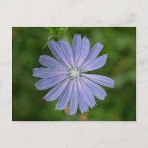 Cikoriablått Wildbloms Blommigt Postcard Vykort