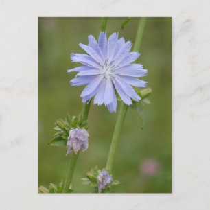 Cikoriaröd Vild Blomsterkort Vykort