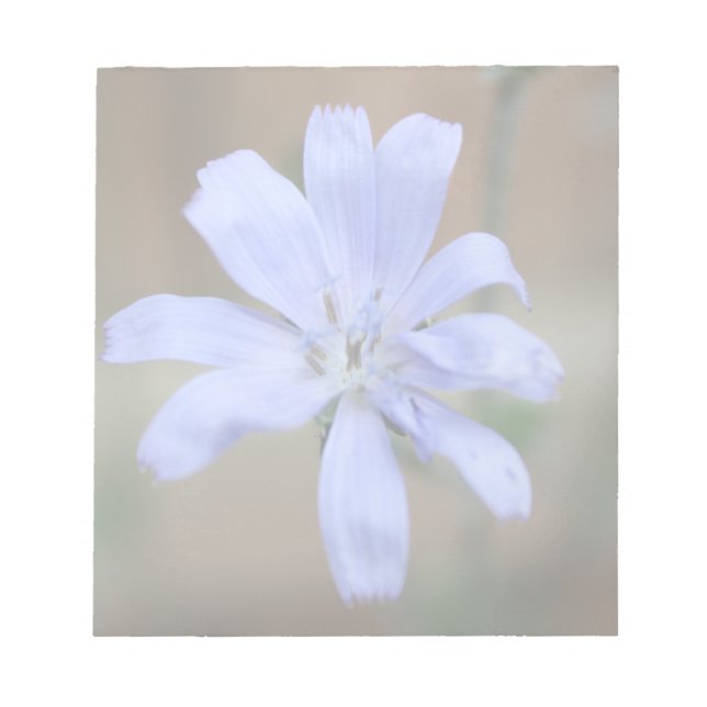 Cikoriarot Anteckningsblock (Framsida)