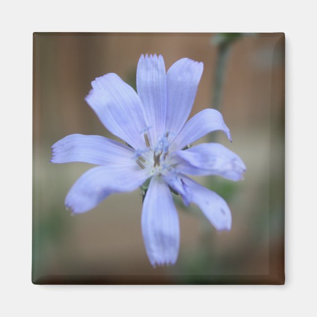 Cikoriarot (Cichorium intybus) Magnet (Framsidan)