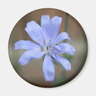 Cikoriarot (Cichorium intybus) Magnet
