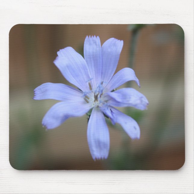 Cikoriarot (Cichorium intybus) Musmatta (Framsidan)