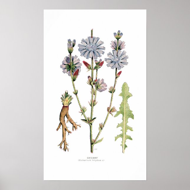 Cikoriarot Poster (Framsidan)