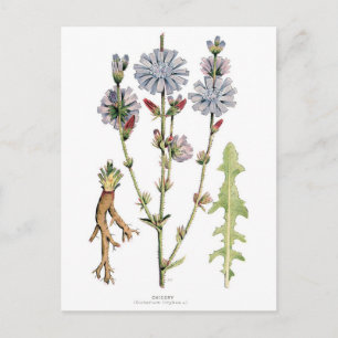 CikoriaVintage Botaniska Vykort