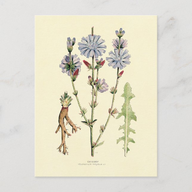 Cikorria Vykort (Framsida)