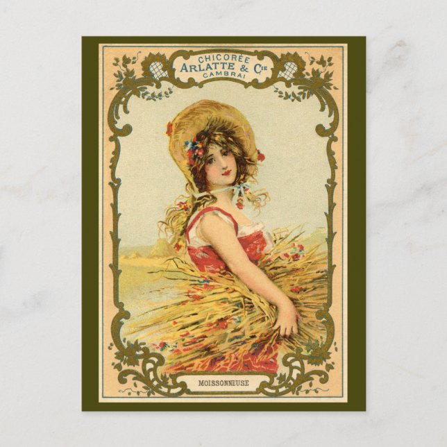 Cikory Harvest Advertisement Vykort (Framsida)