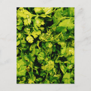 Cilantro/Coriander Löv Vykort