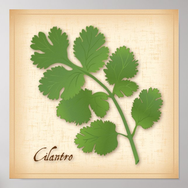 Cilantro Herb Poster (Framsidan)