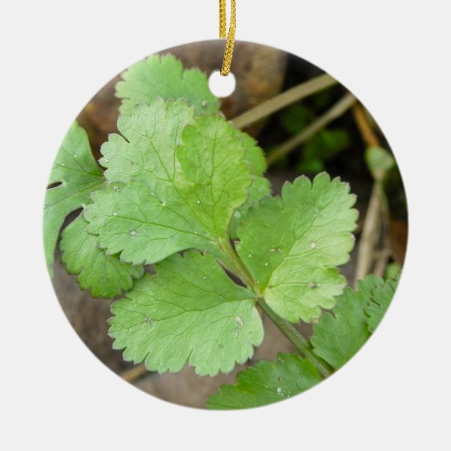 Cilantro Julgransprydnad Keramik (Framsidan)
