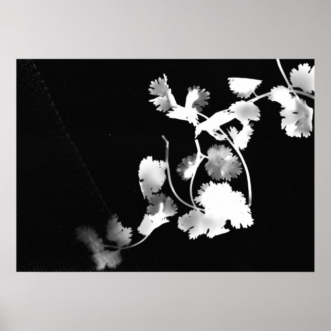 Cilantro Photogram Poster (Framsidan)