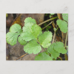 Cilantro Vykort