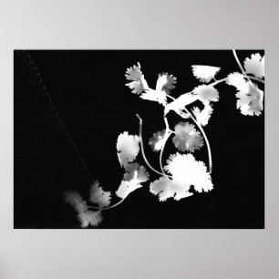 CilantroPhotogram Poster