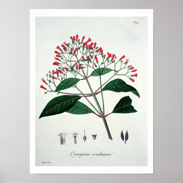 Cinchona från "Phytographie Medicale" av Joseph Ro Poster (Framsidan)