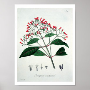 Cinchona från "Phytographie Medicale" vid Joseph Poster