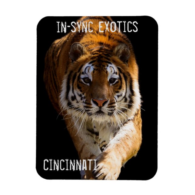 Cincinnati Tiger - Magnet (Vertikal)