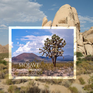 Cinder Cones, Joshua Tree, Mojave N Preserve, CA Vykort