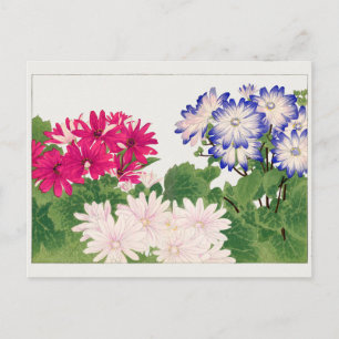 Cineraria av Tanigami Konan Vykort