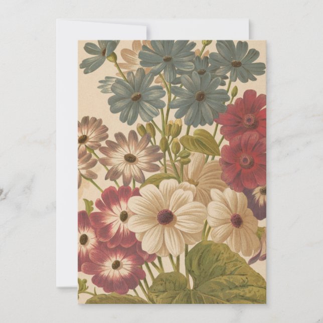 Cineraria | George Nicholson (Framsida)