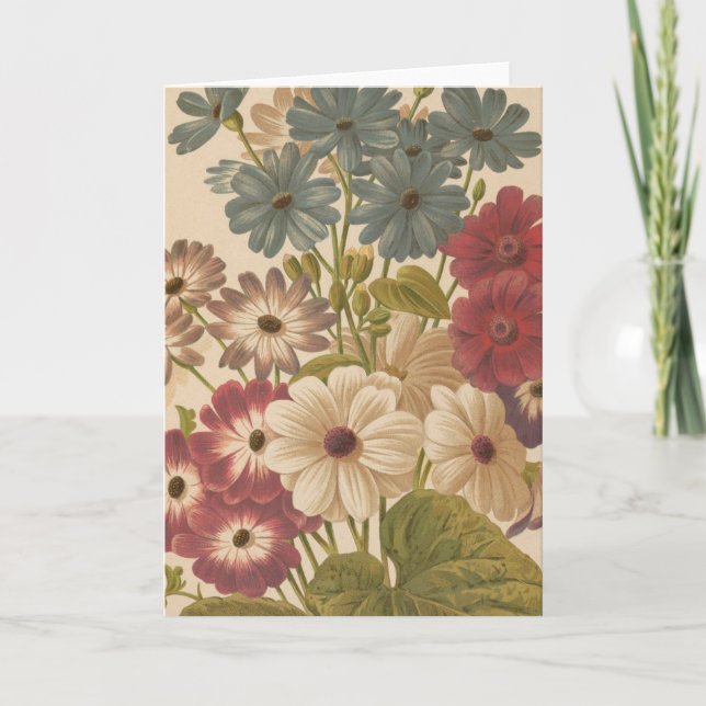 Cineraria | George Nicholson Kort (Framsida)