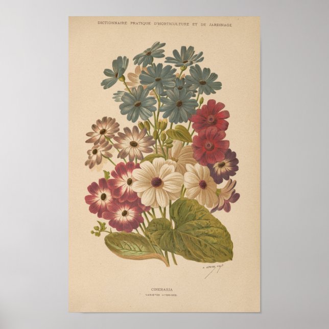 Cineraria | George Nicholson Poster (Framsidan)