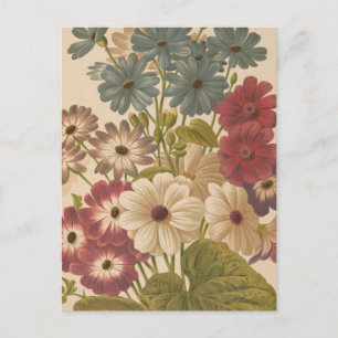 Cineraria George Nicholson Vykort