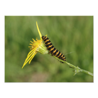 Cinnabar Moth Caterpelare på Ragwort Fototryck