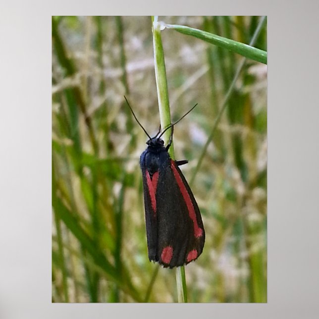 Cinnabar Moth Poster (Framsidan)