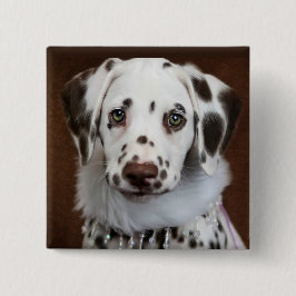 Cinnabon Dalmatian Knapp