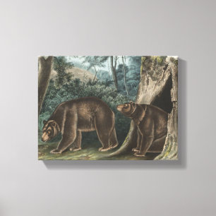 Cinnamon Bear Audubon Canvastryck