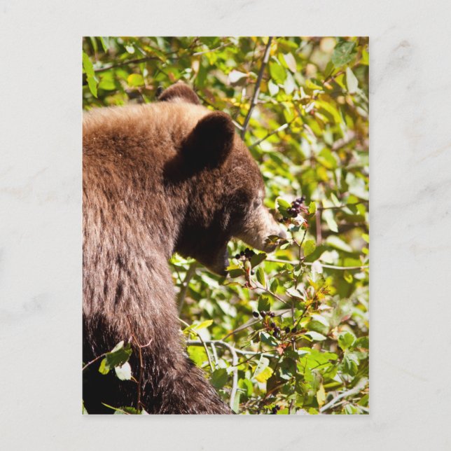 Cinnamon Black Bear Vykort (Framsida)