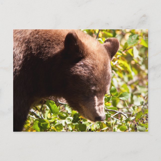 Cinnamon Black Bear Vykort (Framsida)