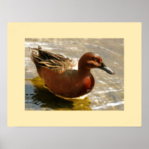 Cinnamon Teal Anka Skriv ut Poster