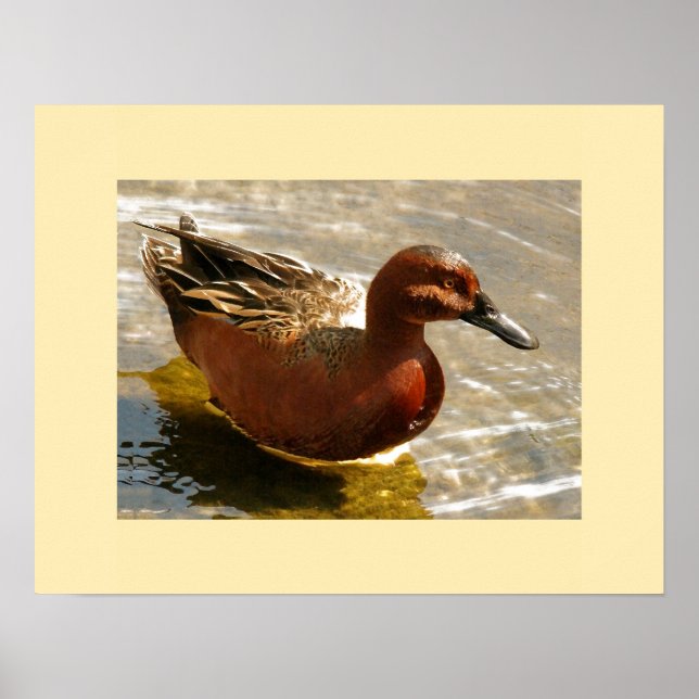 Cinnamon Teal Anka Skriv ut Poster (Framsidan)