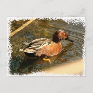 Cinnamon Teal Anka vykort